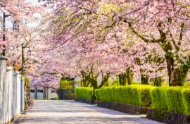 Treasures of Japan