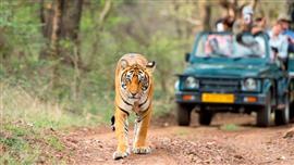 Jaipur Pushkar Ajmer Ranthambore Tour