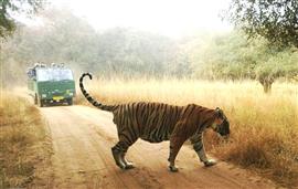 Jaipur Ranthambore Tour Package