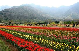 Srinagar Tour Package