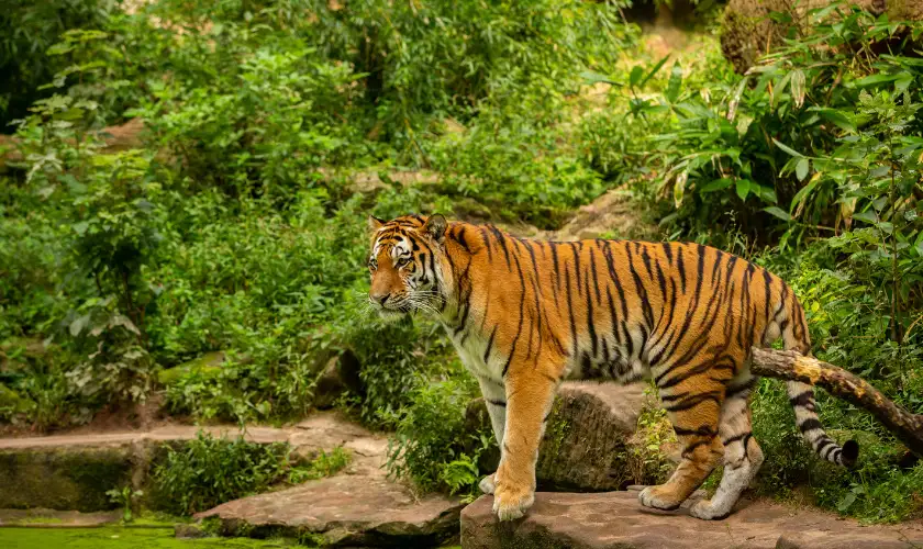 JimCorbett Tour Package