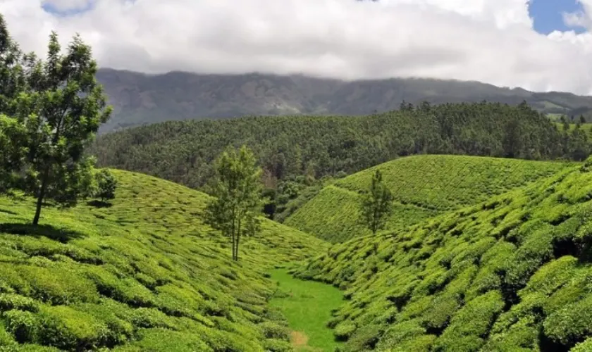 Munnar 3 Days