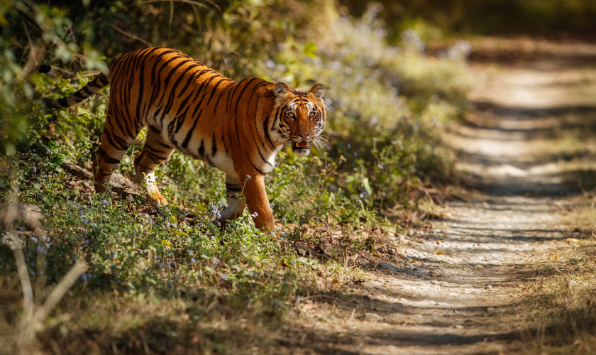 Jaipur Ranthambore Tour Package