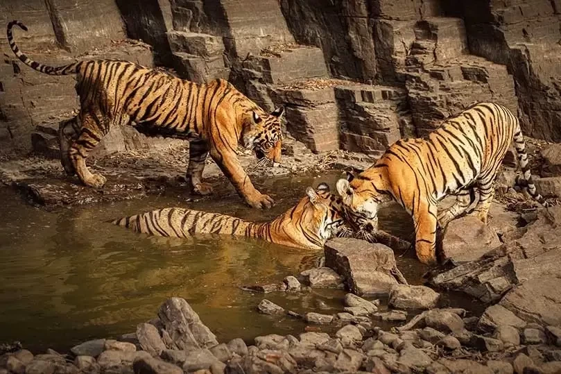 Ranthambore Tour Package