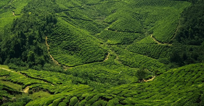 Kerala Luxury Tour Packages